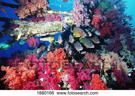 Fish And Colourful Corals View Large Photo Image Stock Photograph - Fish And Colourful Corals. Fotosearch