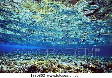 Fish And Coral Underwater Reflected In Water, Red Sea View Large Photo Image Stock Image - Fish And Coral Underwater Reflected In Water, Red Sea. Fotosearch
