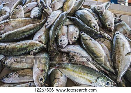 Stock Photograph - Fish at the market; Tonga. Fotosearch