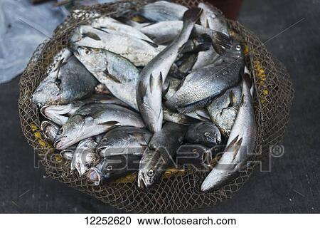 Stock Image - Fish basket in street market from villages around Xiapu city, famous place for Chinese traditional fishing; Xiapu, Fujian, China. Fotosearch