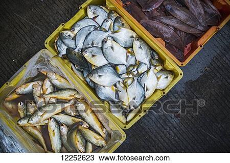 Fish basket in street market from villages around Xiapu city, famous place for Chinese traditional fishing; Xiapu, Fujian, China View Large Photo Image Stock Image - Fish basket in street market from villages around Xiapu city, famous place for Chinese traditional fishing; Xiapu, Fujian, China. Fotosearch