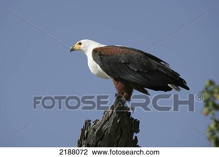Stock Image - Fish eagle (Haliaeetus vocifer) on the Chobe River; Caprivi Strip, Namibia. Fotosearch