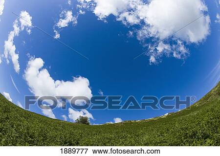 Fish-Eye View Of Ferns Growing Up Valley Wall View Large Photo Image Stock Photo - Fish-Eye View Of Ferns Growing Up Valley Wall. Fotosearch