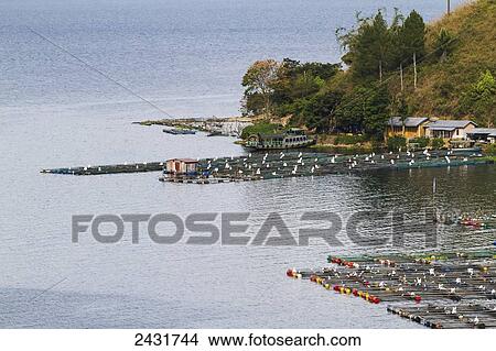 Fish farms on Lake Toba, as seen from Siuhan, North Sumatra, Indonesia View Large Photo Image Picture - Fish farms on Lake Toba, as seen from Siuhan, North Sumatra, Indonesia. Fotosearch