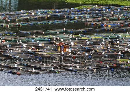 Fish farms on Lake Toba, as seen from Siuhan, North Sumatra, Indonesia View Large Photo Image Stock Image - Fish farms on Lake Toba, as seen from Siuhan, North Sumatra, Indonesia. Fotosearch