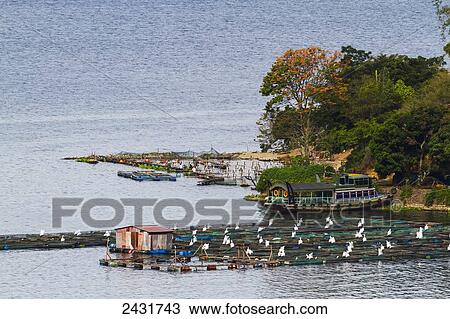 Fish farms on Lake Toba, as seen from Siuhan, North Sumatra, Indonesia View Large Photo Image Stock Image - Fish farms on Lake Toba, as seen from Siuhan, North Sumatra, Indonesia. Fotosearch