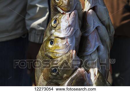 Fish for sale at the Paotere fish market, Makassar (Ujung Pandang), South Sulawesi, Indonesia View Large Photo Image Picture - Fish for sale at the Paotere fish market, Makassar (Ujung Pandang), South Sulawesi, Indonesia. Fotosearch