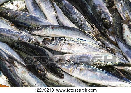 Fish for sale at the Paotere fish market, Makassar (Ujung Pandang), South Sulawesi, Indonesia View Large Photo Image Stock Image - Fish for sale at the Paotere fish market, Makassar (Ujung Pandang), South Sulawesi, Indonesia. Fotosearch