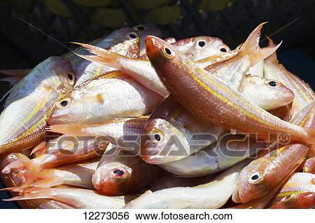 Stock Photograph - Fish for sale at the Paotere fish market, Makassar (Ujung Pandang), South Sulawesi, Indonesia. Fotosearch