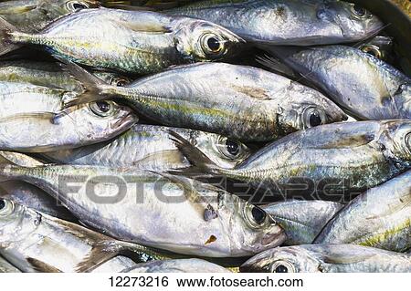 Fish for sale at the Paotere fish market, Makassar (Ujung Pandang), South Sulawesi, Indonesia View Large Photo Image Stock Photograph - Fish for sale at the Paotere fish market, Makassar (Ujung Pandang), South Sulawesi, Indonesia. Fotosearch