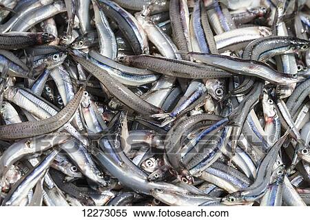 Stock Photography - Fish for sale at the Paotere fish market, Makassar (Ujung Pandang), South Sulawesi, Indonesia. Fotosearch