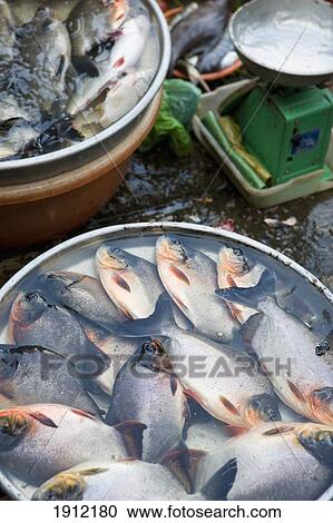 Stock Image - Fish For Sale In Market In Vinh Long, Vietnam. Fotosearch