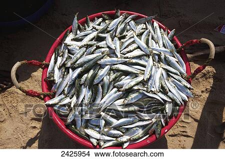 Picture - Fish in a basket on Bekal beach; Northern Kerala, India. Fotosearch