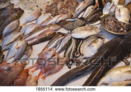 Fish In Market, Essaouira, Morocco View Large Photo Image Picture - Fish In Market, Essaouira, Morocco. Fotosearch