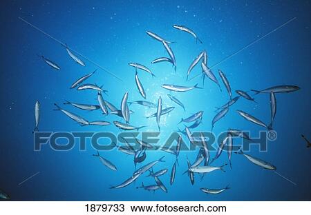 Stock Image - Fish Seen From Underwater, Close Up. Fotosearch