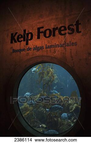 Picture - Fish tank in a kelp forest exhibit; California, United States of America. Fotosearch