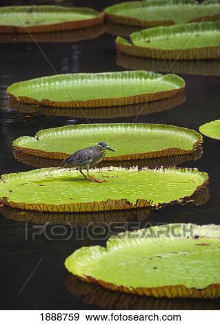 Fisher Bird On Giant Lily Pad In Pond In Botanical Gardens View Large Photo Image Stock Photo - Fisher Bird On Giant Lily Pad In Pond In Botanical Gardens. Fotosearch
