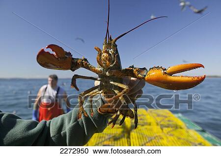 Fisherman holding up an atlantic lobster; boston massachusetts usa View Large Photo Image Stock Image - Fisherman holding up an atlantic lobster; boston massachusetts usa. Fotosearch