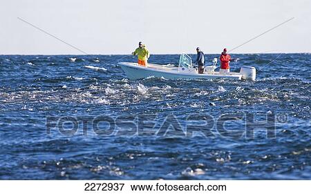 Fishermen on boat near a school of striped bass; montauk new york usa View Large Photo Image Stock Photo - Fishermen on boat near a school of striped bass; montauk new york usa. Fotosearch