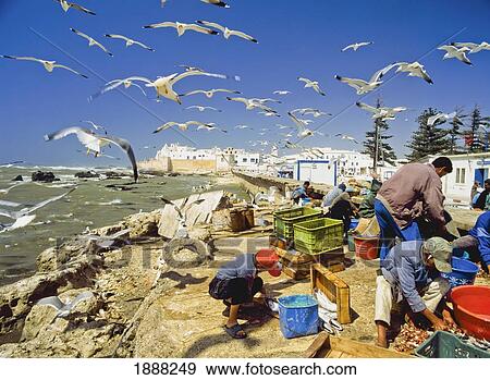 Fishgutters And Seagulls Beside Fishing Port View Large Photo Image Stock Photo - Fishgutters And Seagulls Beside Fishing Port. Fotosearch