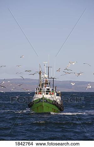 Fishing Boat And Gulls View Large Photo Image Picture - Fishing Boat And Gulls. Fotosearch