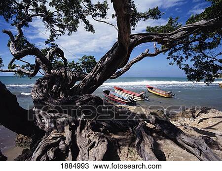 Fishing Boats Off The South Coast Near Treasure Beach View Large Photo Image Stock Image - Fishing Boats Off The South Coast Near Treasure Beach. Fotosearch