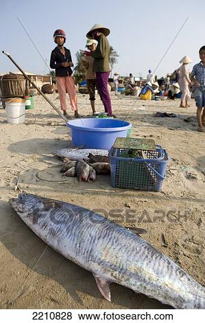 Stock Photo - Fishing Catch Landed On The Beach At Mui Ne, Vietnam.. Fotosearch
