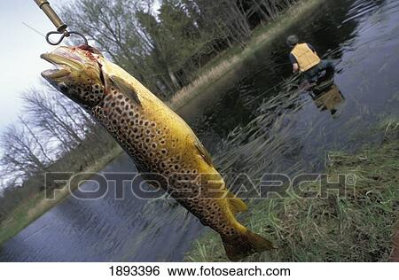 Fishing For Wild Brown Trout View Large Photo Image Stock Photograph - Fishing For Wild Brown Trout. Fotosearch