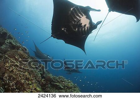 Stock Photograph - Five manta rays (Manta alfredi) gets close to the reef to be inspected by small cleaner wrasse on Manta Reef; Island of Kandavu, Fiji. Fotosearch