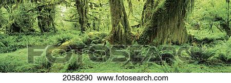 Stock Image - Fl0485, R. Watts; Forest Floor, Olympic National Forest, Wa. Fotosearch