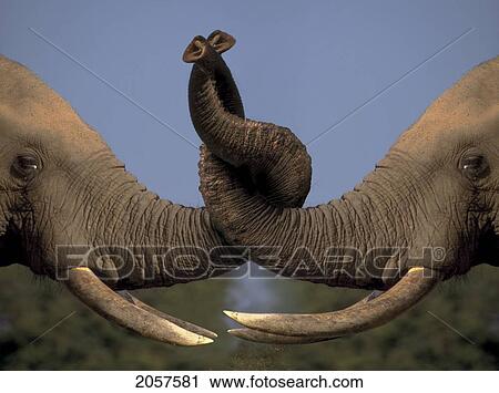 Stock Image - Fl1137, Kitchin/Hurst; Elephants Holding Trunks. Fotosearch