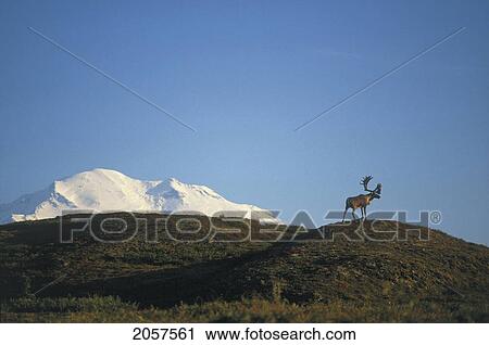 Stock Image - Fl1154, Kitchin/Hurst; Barren Ground Caribou, Mt. Mckinley In Background, Denali Np, Alaska. Fotosearch