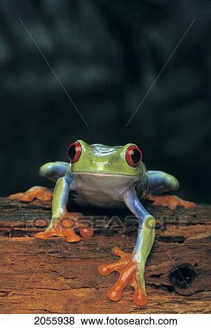 Fl3091, Kitchin/Hurst; Close-Up Of Green, Red-Eyed Frog View Large Photo Image Stock Photo - Fl3091, Kitchin/Hurst; Close-Up Of Green, Red-Eyed Frog. Fotosearch