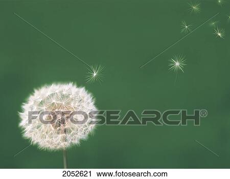 Stock Image - Fl5547, Ron Bouwhuis; Seeds Blowing Off The Head Of A Dandelion. Fotosearch