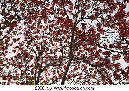 Stock Photography - Flamboyant Tree In Bodhgaya, Bihar, India. Fotosearch