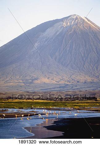 Stock Image - Flamingoes Feeding In River With Ol Donyo Lengai Volcano In Background. Fotosearch