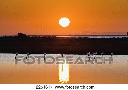 Flamingos at sunset, Regional Nature Park of the Camargue; Camargue, Provence-Alpes-Cote D'Azur, Bouches-Du-Rhone, France View Large Photo Image Stock Photo - Flamingos at sunset, Regional Nature Park of the Camargue; Camargue, Provence-Alpes-Cote D'Azur, Bouches-Du-Rhone, France. Fotosearch