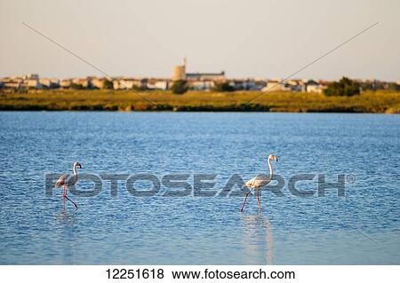 Stock Photo - Flamingos, Regional Nature Park of the Camargue; Camargue, Provence-Alpes-Cote D'Azur, Bouches-Du-Rhone, France. Fotosearch