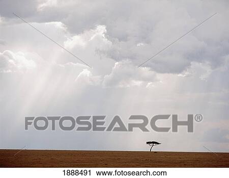 Flat-Topped Acacia Tree Beneath Stormy Skies View Large Photo Image Stock Image - Flat-Topped Acacia Tree Beneath Stormy Skies. Fotosearch