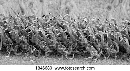 Stock Image - Flock Of Domestic Goose. Fotosearch