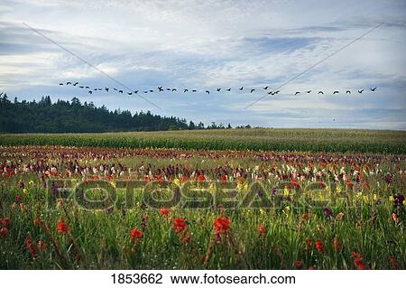 Flock Of Geese Flying Over Field Of Flowers, Brazil View Large Photo Image Stock Image - Flock Of Geese Flying Over Field Of Flowers, Brazil. Fotosearch