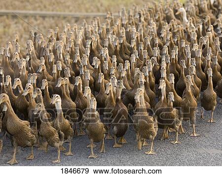 Stock Photo - Flock Of Peking Ducks; China. Fotosearch