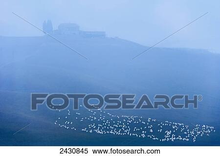 Stock Photography - Flock of sheep and morning mist over the hills; Val d'Orcia, Tuscany, Italy. Fotosearch