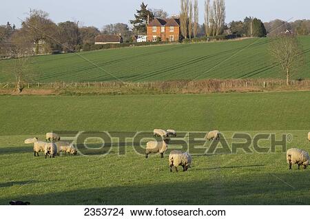 Flock of sheep grazing on a lush field near Cranleigh; Surrey, England View Large Photo Image Picture - Flock of sheep grazing on a lush field near Cranleigh; Surrey, England. Fotosearch