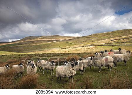 Flock Of Sheep On A Landscape Of Rolling Hills; Northumberland England View Large Photo Image Picture - Flock Of Sheep On A Landscape Of Rolling Hills; Northumberland England. Fotosearch