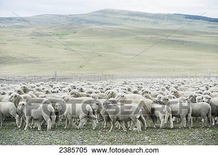 Flock of Sheep (ovis aries); Torres del Pain, Magallanes, Chile View Large Photo Image Stock Photography - Flock of Sheep (ovis aries); Torres del Pain, Magallanes, Chile. Fotosearch