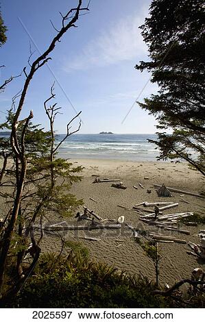 Florencia Bay In Pacific Rim National Park Near Tofino; British Columbia Canada View Large Photo Image Stock Photo - Florencia Bay In Pacific Rim National Park Near Tofino; British Columbia Canada. Fotosearch