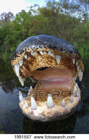 Stock Photo - Florida, Big Cypress National Park, American Alligator [For Use Up To 13X20 Only]. Fotosearch