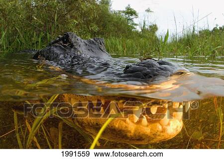 Stock Photo - Florida, Big Cypress National Park, American Alligator [For Use Up To 13X20 Only]. Fotosearch