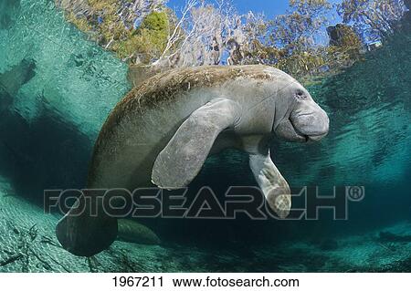 Stock Image - Florida, Crystal River, Endangered Florida Manatee (Trichechus Manatus Latirostris) In Shallow Water.. Fotosearch